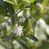 stevia nebesnoe.info  160x160 Необычные растения